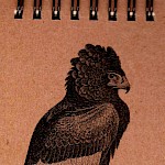 Eberhardt Press - Bateleur Eagle Notepad